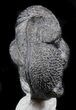 Enrolled, Drotops Trilobite On Pedestal of Limestone #56804-4